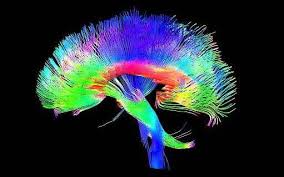 Science of mindfulness- DTI Brain